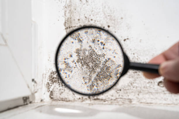 Why You Should Choose Our Mold Remediation Services in Rhome, TX